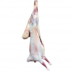 WhatsApp Image 2025-12-25 at 5.25.52 AM