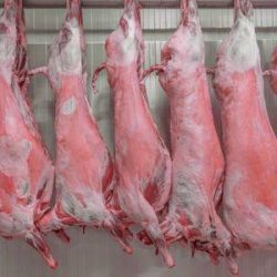 WhatsApp Image 2025-12-25 at 5.25.53 AM (1)